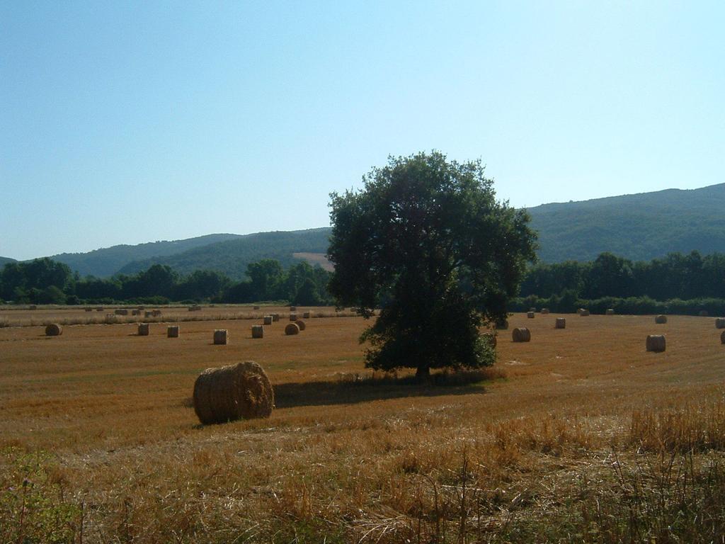 Agriturismo Il Casalino Pari Eksteriør bilde